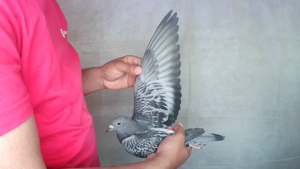 Pigeon image