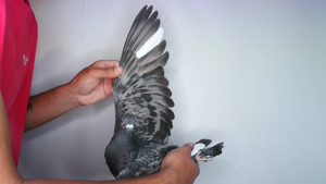 Pigeon image