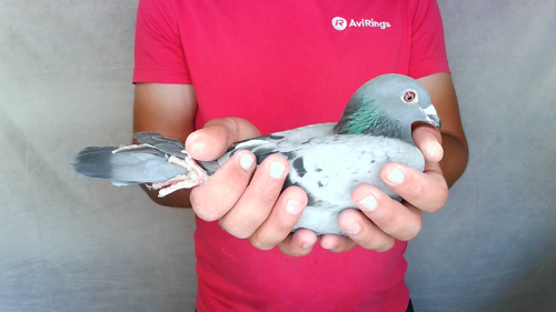 Pigeon image