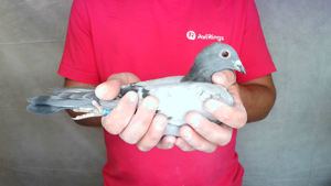 Pigeon image