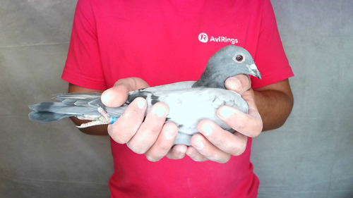 Pigeon image