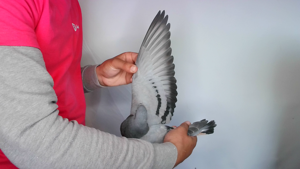 Pigeon image