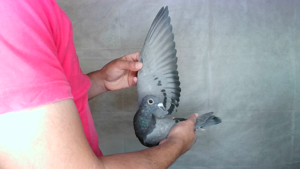 Pigeon image