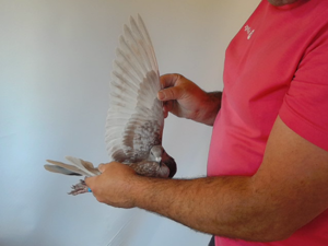 Pigeon image