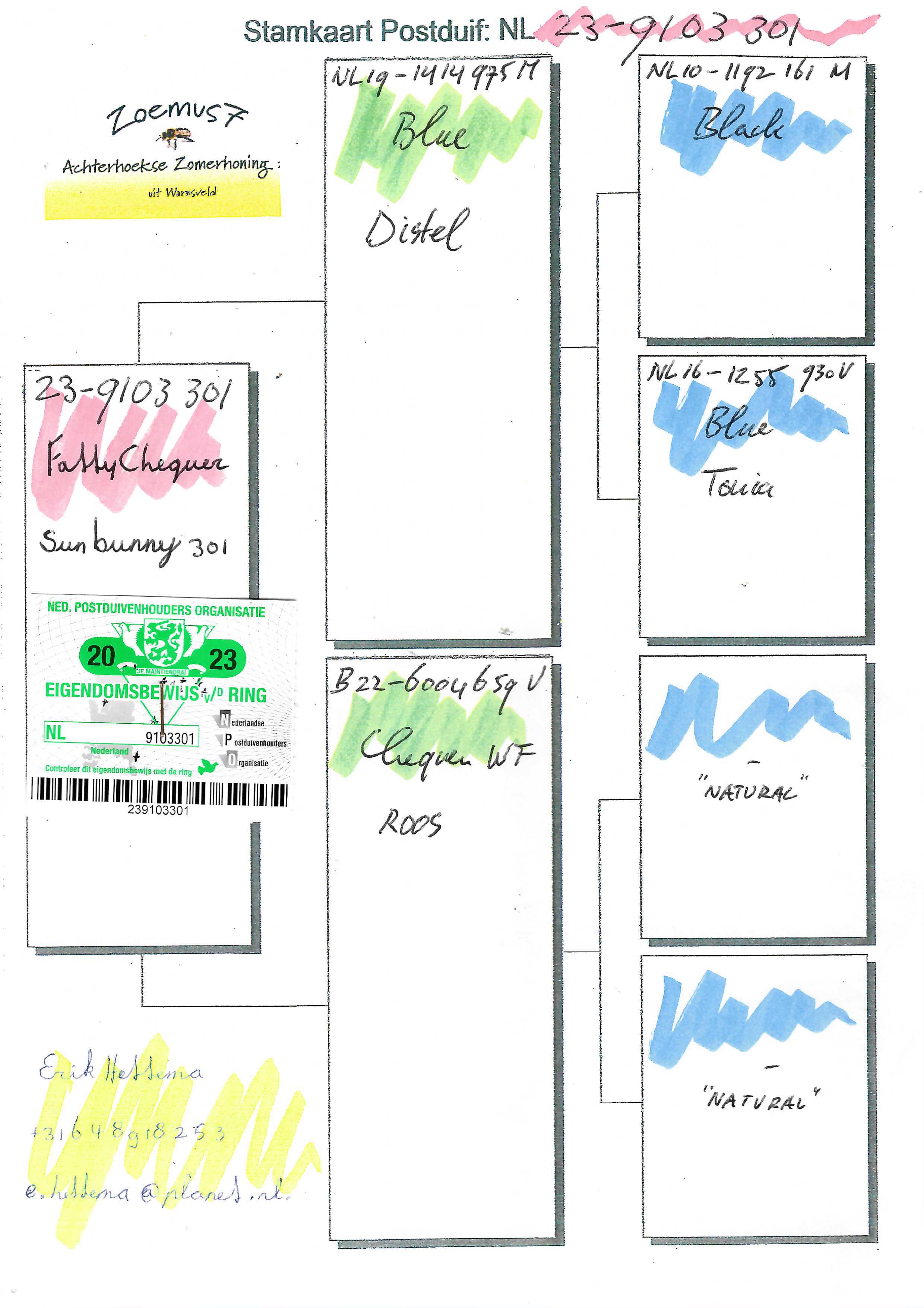 Pigeon pedigree image