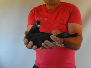 Pigeon image