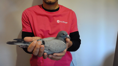 Pigeon image