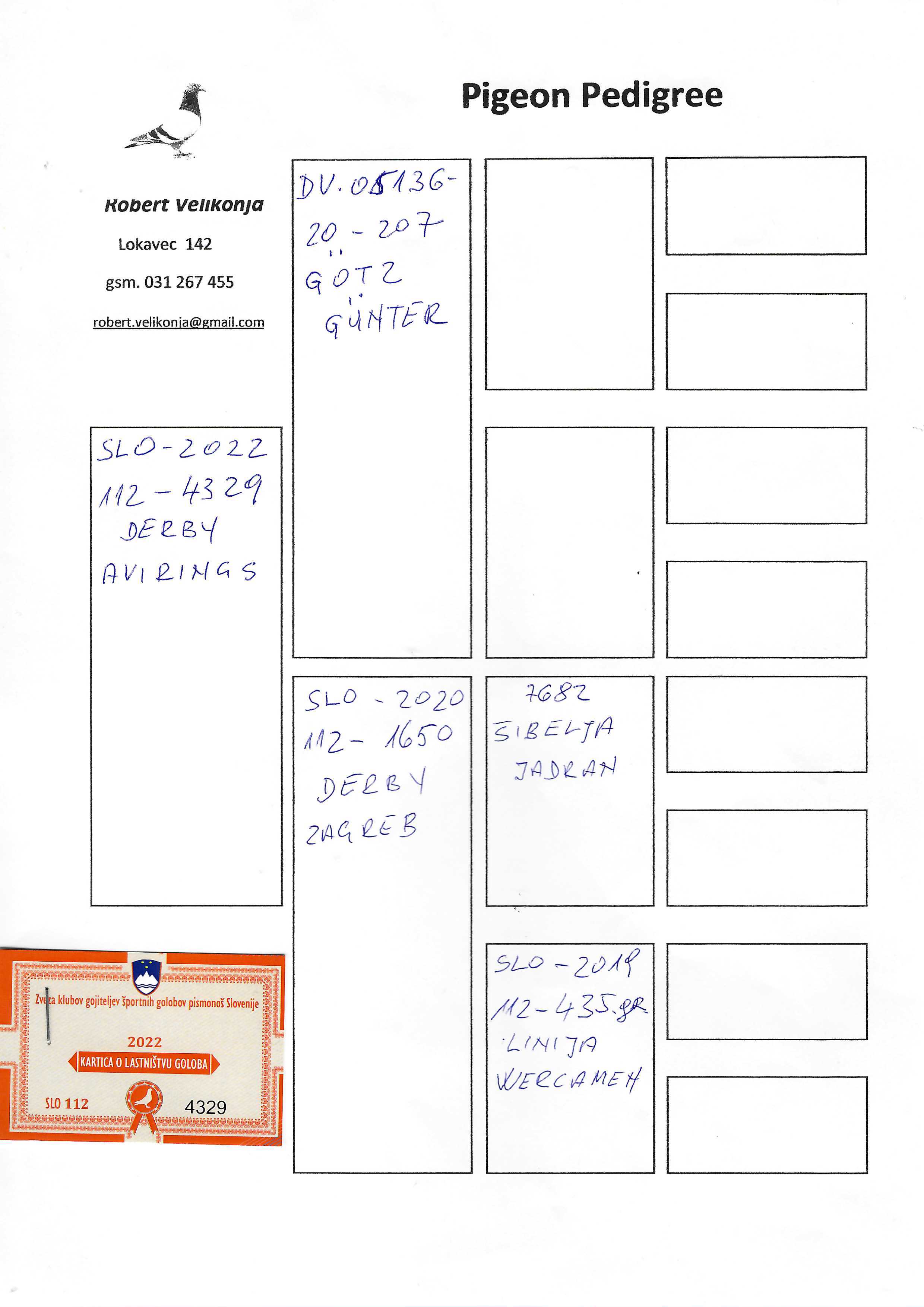 Pigeon pedigree image