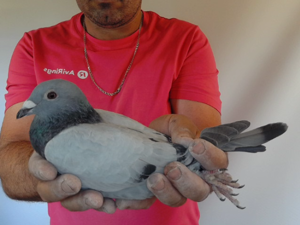 Pigeon image