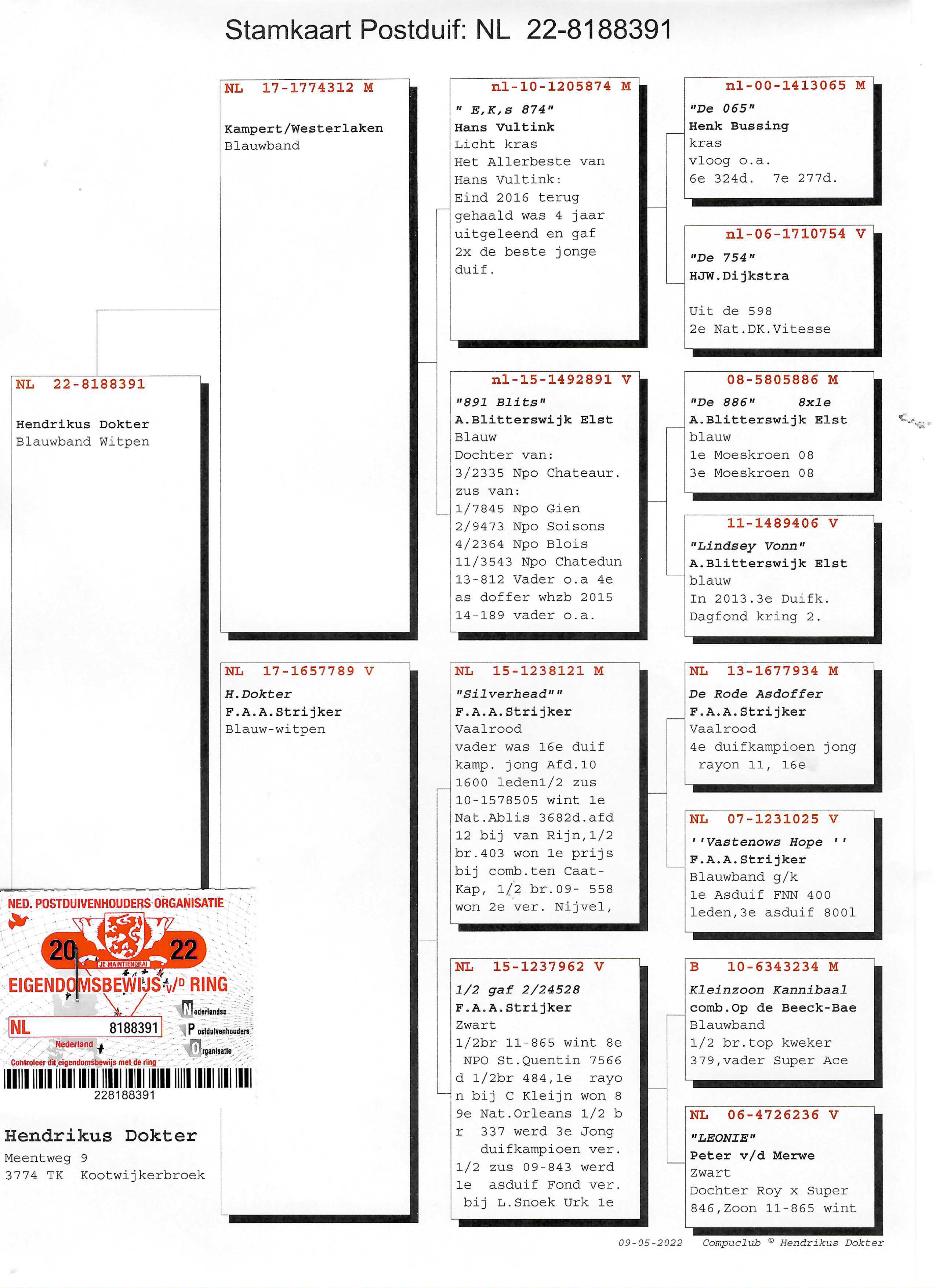 Pigeon pedigree image