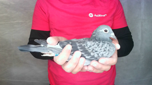 Pigeon image