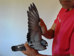 Pigeon image