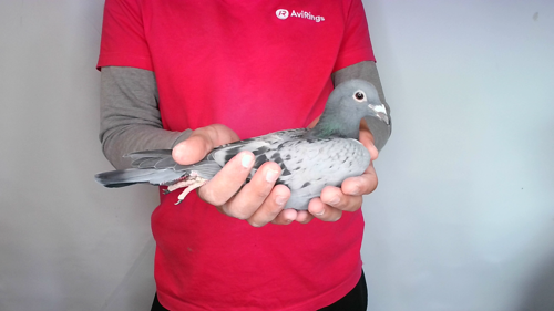 Pigeon image