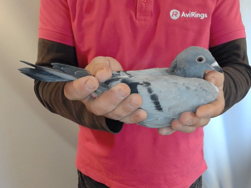 Pigeon image