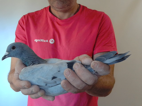 Pigeon image