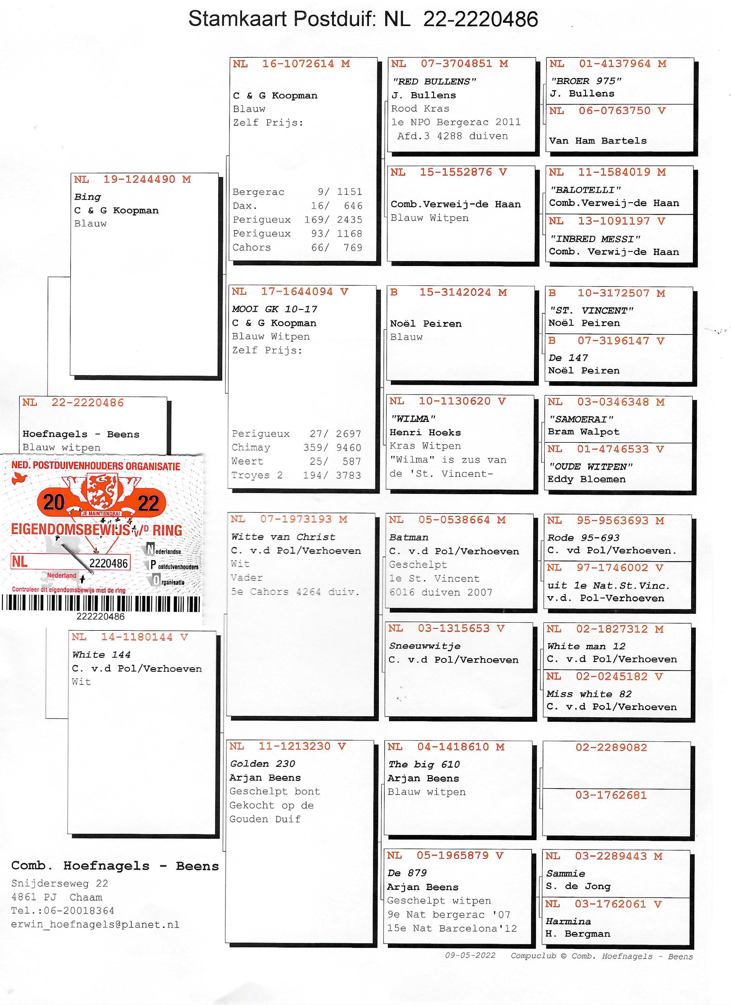 Pigeon pedigree image