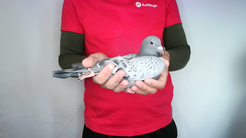Pigeon image