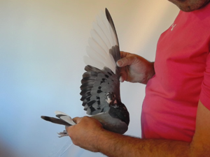 Pigeon image