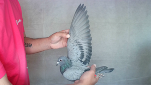 Pigeon image