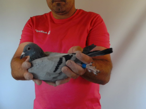 Pigeon image