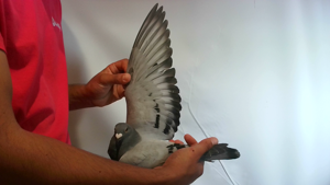 Pigeon image