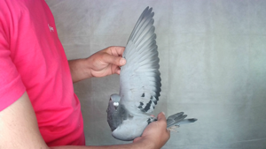 Pigeon image