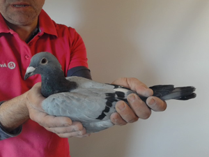Pigeon image