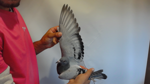 Pigeon image