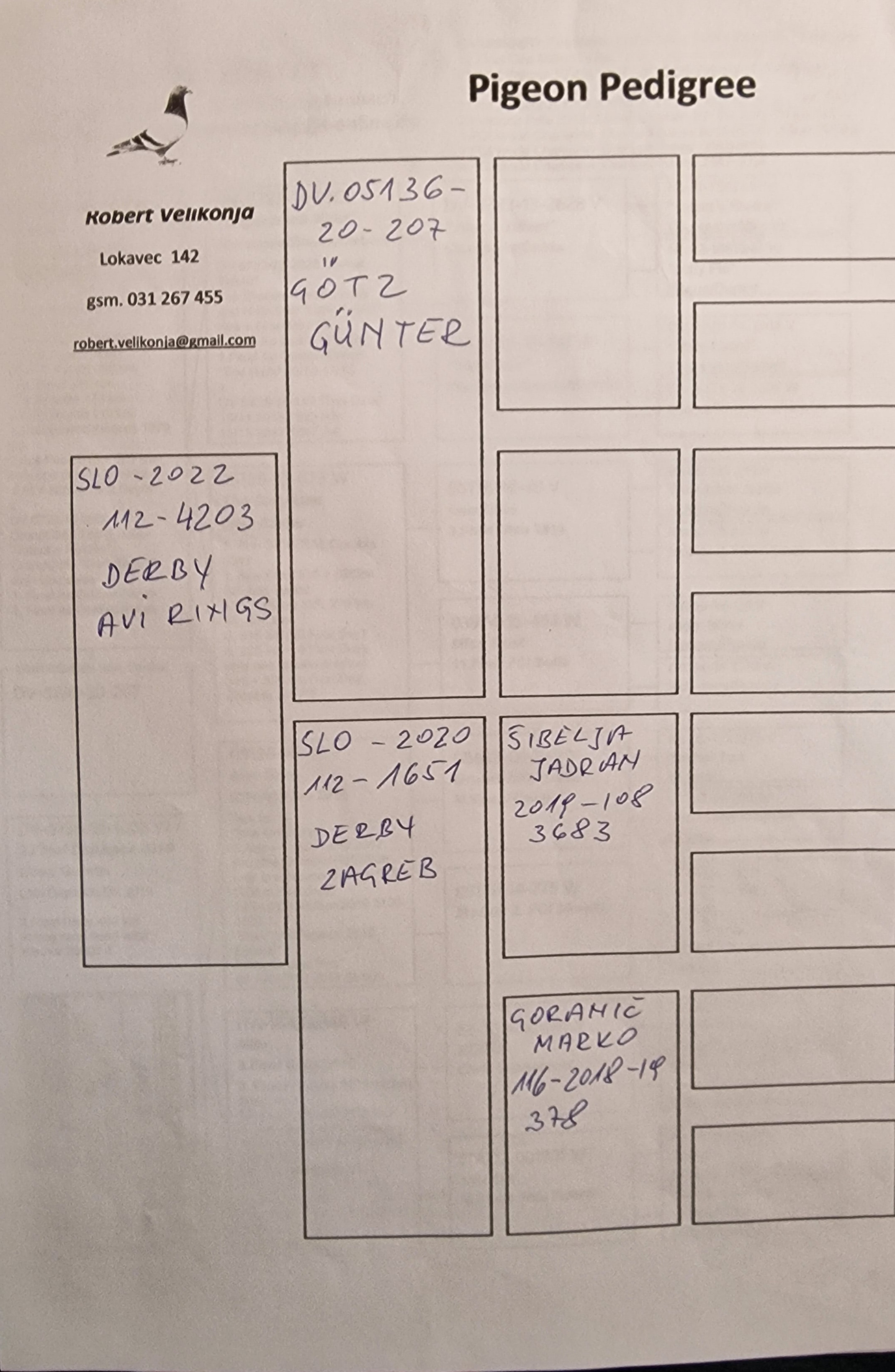 Pigeon pedigree image