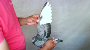 Pigeon image