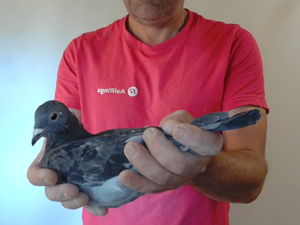 Pigeon image