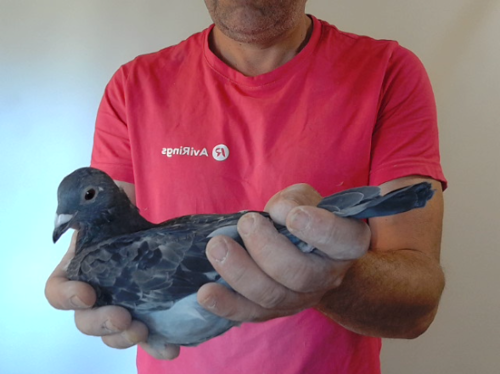 Pigeon image