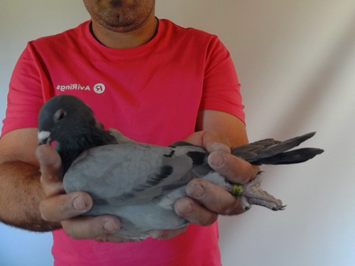 Pigeon image