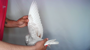 Pigeon image