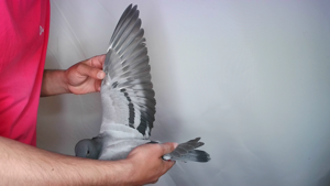 Pigeon image
