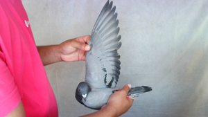 Pigeon image