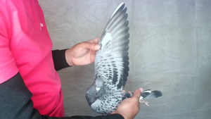 Pigeon image