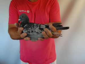 Pigeon image