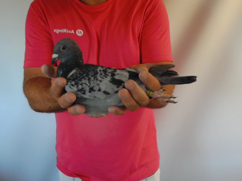 Pigeon image