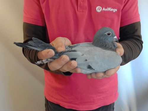 Pigeon image