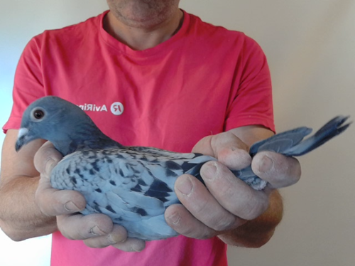 Pigeon image