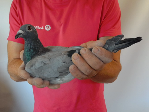 Pigeon image