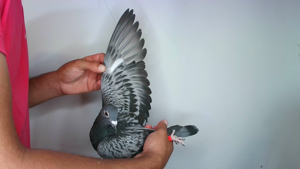Pigeon image
