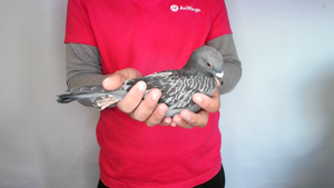 Pigeon image