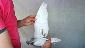 Pigeon image