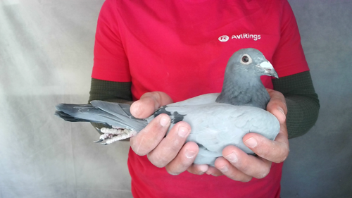Pigeon image