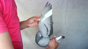 Pigeon image