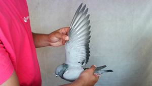 Pigeon image