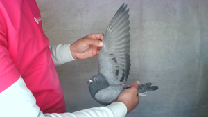 Pigeon image