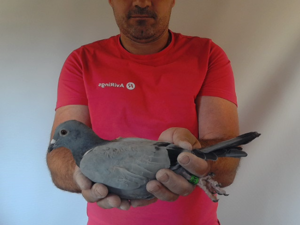 Pigeon image